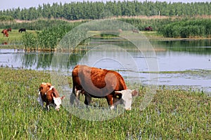 Cow and calf on pasture