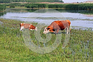 Cow and calf on pasture near river