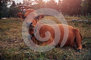 Cow calf red brown with iron bell on neck resting green dry grass. In background, house, sun rays Shine through trees