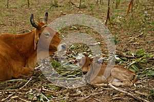 A cow and a calf, resting on the field