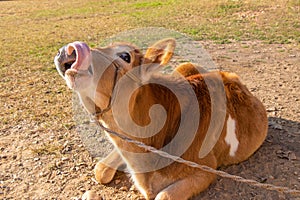 Cow calf setting in field