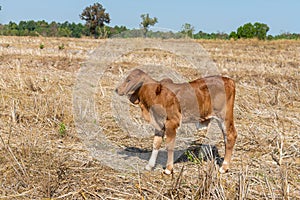 Cow, Calf standing and eating rice straws