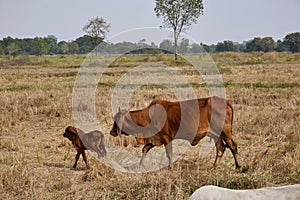 A cow and calf on sun parched land.