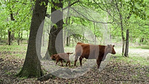 Cow and calf in a wooded pasture