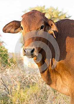 Cow Calf