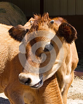 Cow calf photo