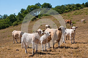 A cow and calfs on the pasture photo