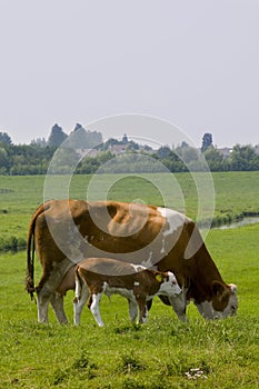 Cow with calve photo