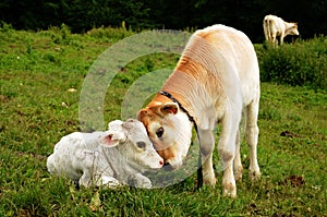 Cow calves photo