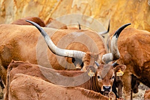 cow and calves of barrosa breed, traditional cattle breeding in the municipality of Montalegre. Northern Portugal. Tras-os-Montes photo