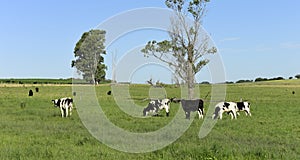 Cow calves in the field, Buenos Aires