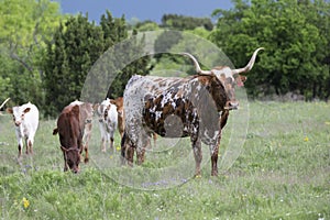 Cow and calves photo