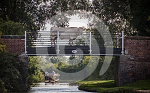 Cow on a canal tow path bridge, with holiday makers on a narrow