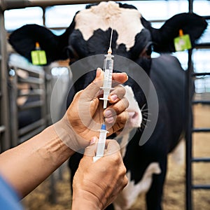 Cow care Vets hand holds syringe with medication for treatment