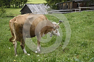 Cow in the Carpathian mountains, Apuseni mountains, Romania photo