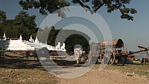 Cow carriage taxi near pagodas in Mandalay, Myanmar