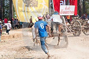 Cow cart racing festival in Thailand