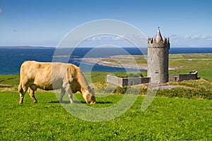 Una mucca sul castello irlanda 