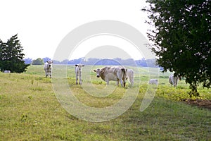 Cow cattle on american green grass