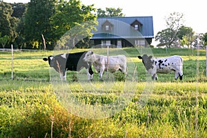 Cow cattle on american green grass