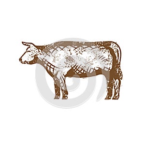 Cow or cattle clip art in intage style