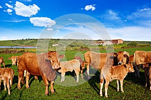 Cow cattle in Extremadura of Spain