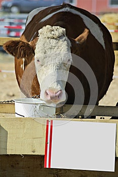 Cow on cattle fair