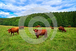 Cow cattle in Harz forest of Germany