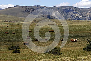 cow and cattle husbandry in Argentinia