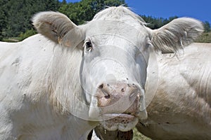 Cow,cattle, livestock. photo