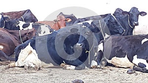 Cow Cattle sitting on a dairy form