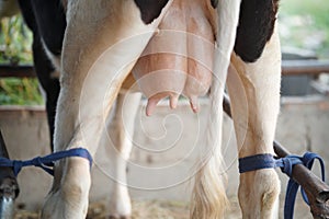 Cow cattle teat ready for being milked