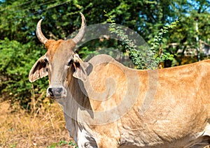Cow in Champaner-Pavagadh Archaeological Park - Gujarat, India