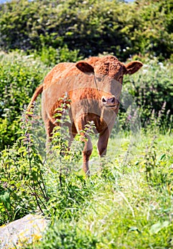 Cow chewing the cud in looe cornwall Uk England