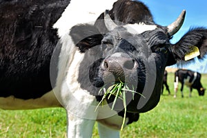 Cow chewing grass