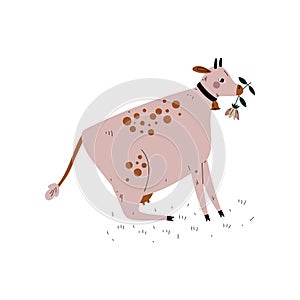 Cow Chewing Grass, Dairy Cattle Animal Husbandry Breeding Vector Illustration