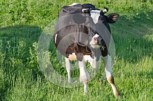 A cow chews grass on a green field. Farming, dairy production