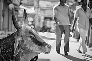 Cow Chilling and meditating in India, Jaisalmer