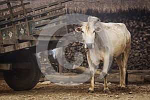 Cow in Chitwan National Park, Nepal