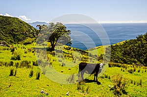 Cow and Christmas Tree at Coromandel Coastal Walkway with blue sky above, Northland, New Zealand