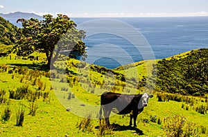 Cow and Christmas Tree at Coromandel Coastal Walkway with blue sky above, Northland, New Zealand