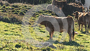 Cow on a cliff in Asturias