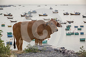 Cow on a cliff top overlooking the fishing boats of Mui Ne, Vietnam