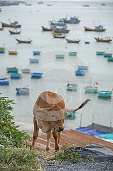 Cow on a cliff top overlooking the fishing boats of Mui Ne, Vietnam