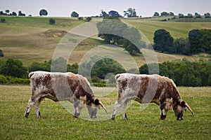 Cow Cloning photo