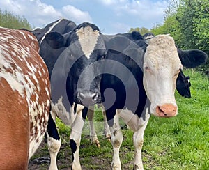 Cow, close up