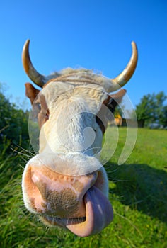 Cow close-up