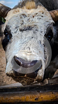 Cow close-up, bull portrait, cow nose.