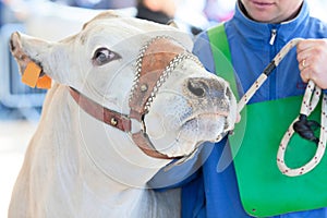 A cow close up