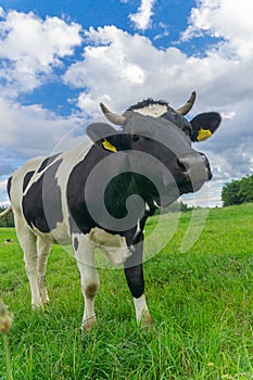 Cow close-up, green meadow and fluffy clouds